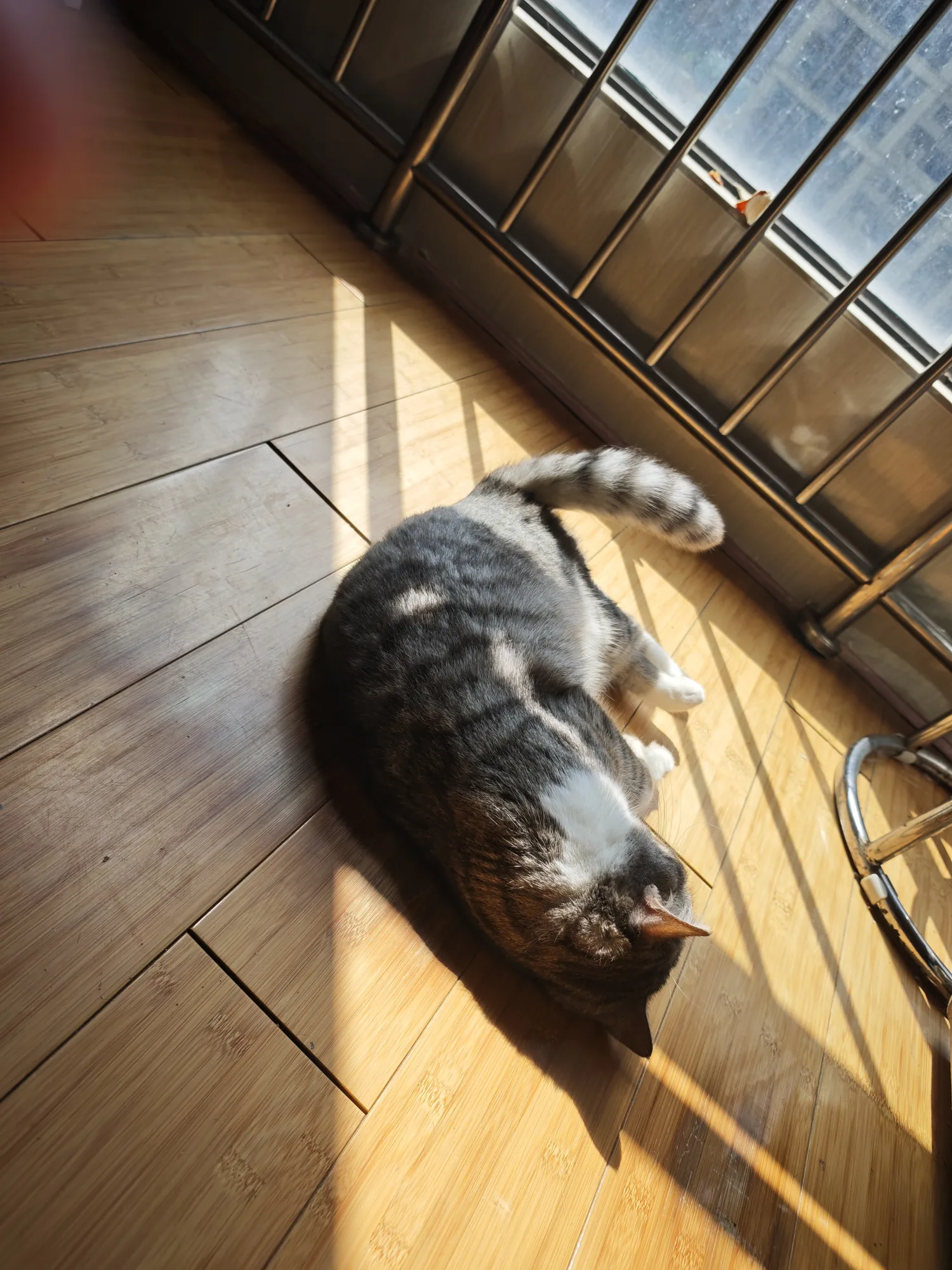 猫躺在窗边日光里