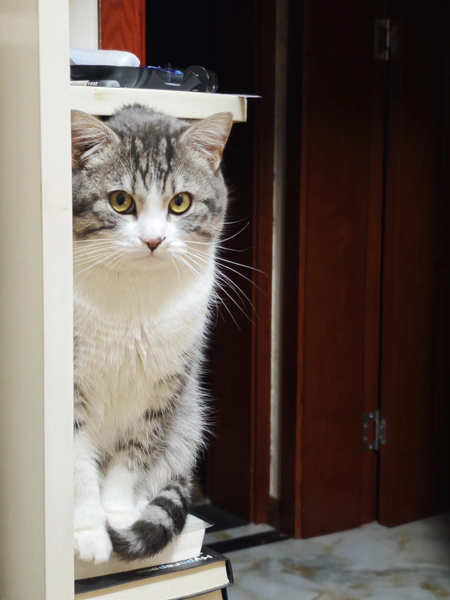 门边探出头的猫