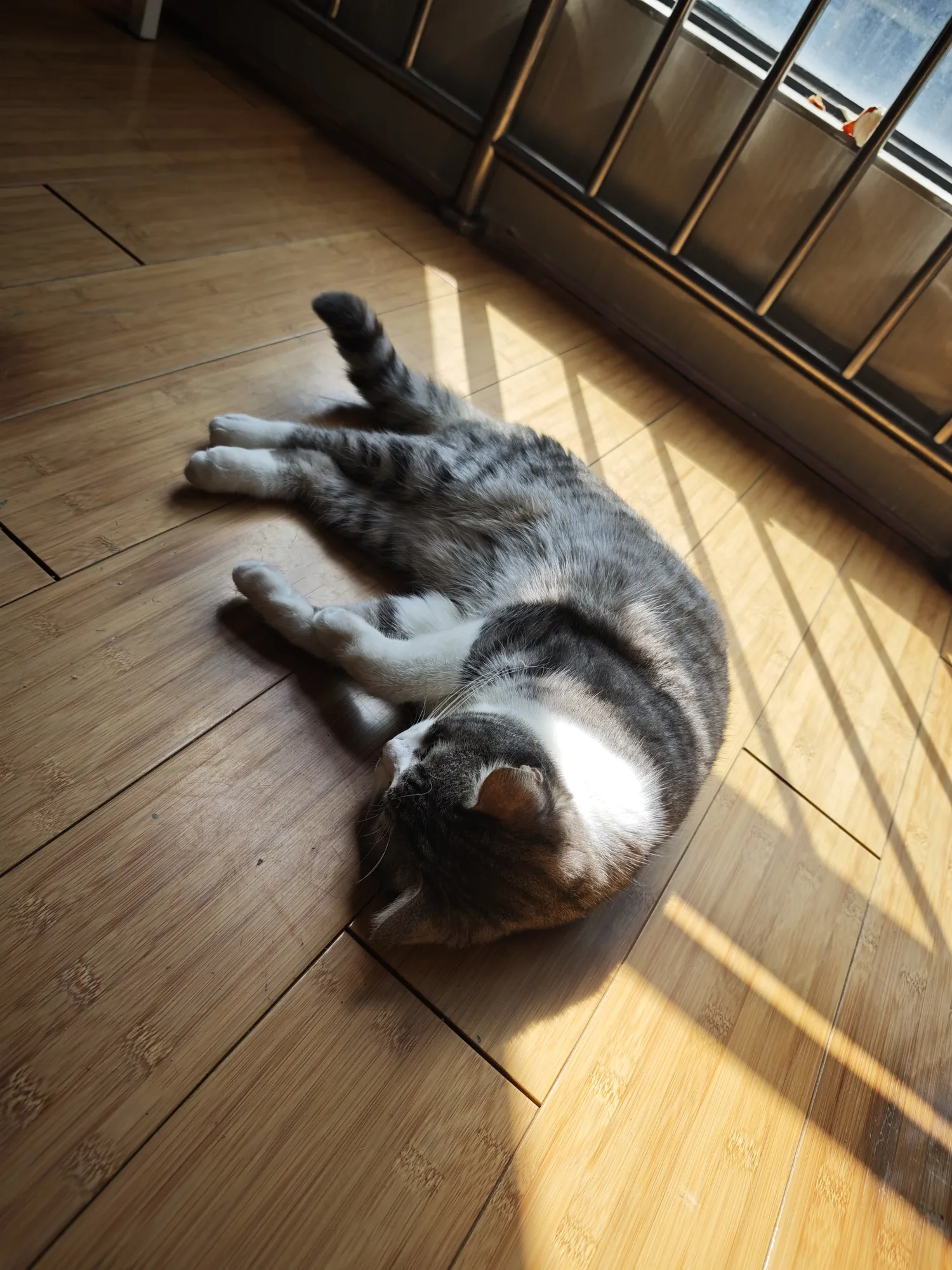 猫躺在窗边斜射的日光里