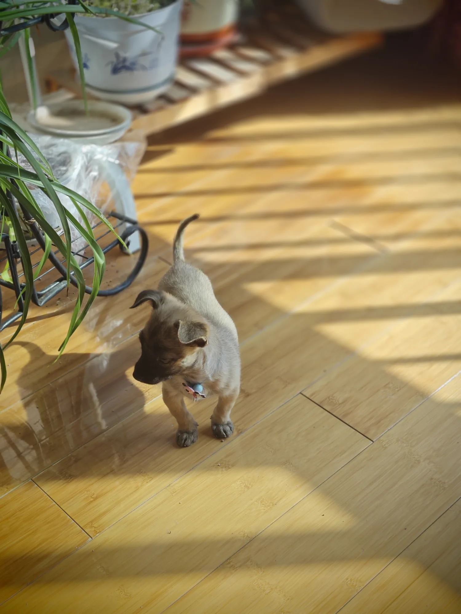 猫从条纹状的午后阳光中走过