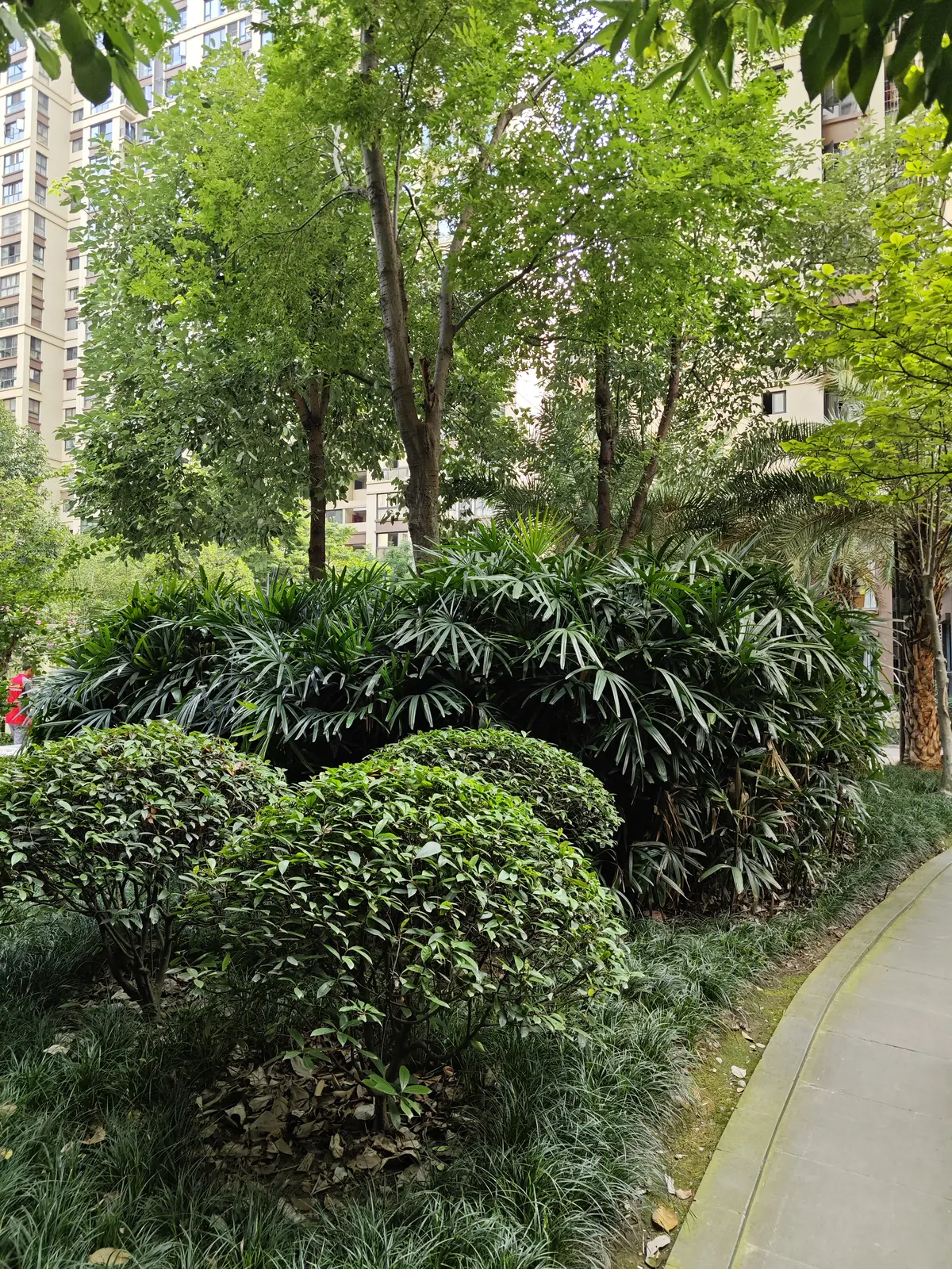 绿植围合的弧形庭院小径